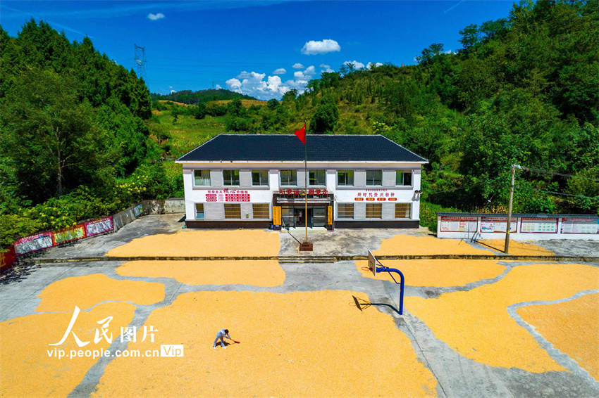 Guizhou: agricultores aproveitam o outono para fazer secagem de gr?os