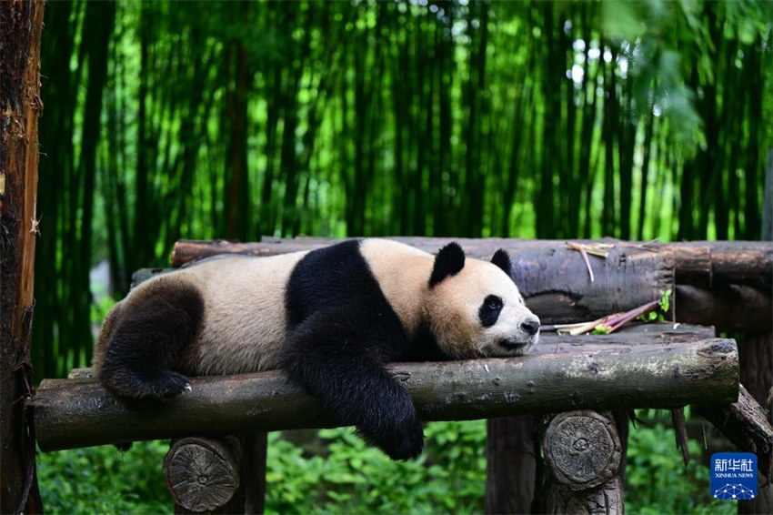 Par de pandas gigantes partem para Hong Kong