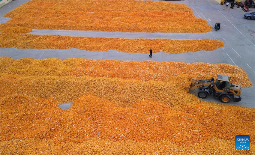 Galeria: colheita de outono em Shandong