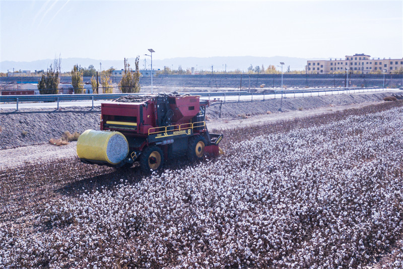 Temporada de colheita de algod?o decorre em Dunhuang, no noroeste da China