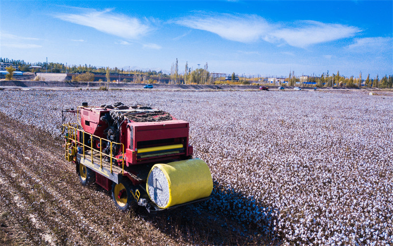 Temporada de colheita de algod?o decorre em Dunhuang, no noroeste da China