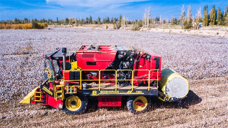 Temporada de colheita de algod?o decorre em Dunhuang, no noroeste da China