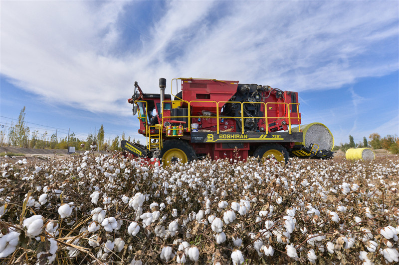 Temporada de colheita de algod?o decorre em Dunhuang, no noroeste da China
