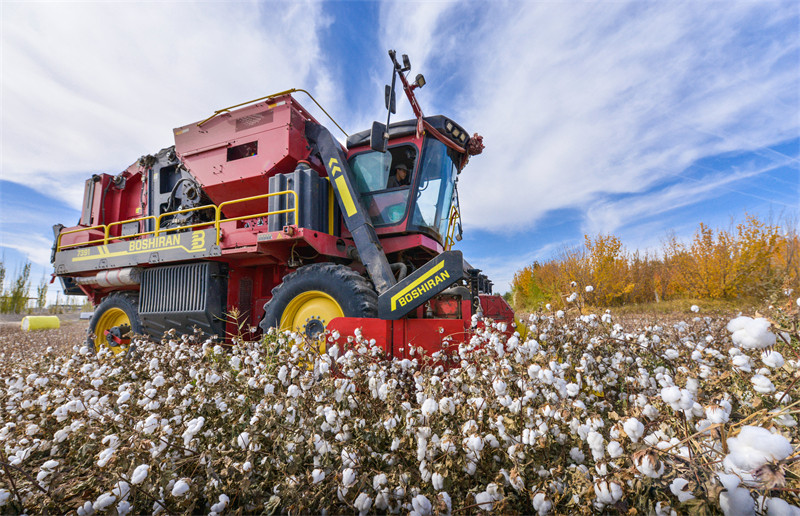 Temporada de colheita de algod?o decorre em Dunhuang, no noroeste da China