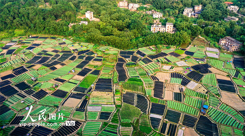 Galeria: beleza dos campos de Guangxi no início do outono
