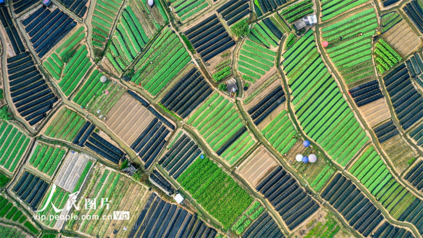 Galeria: beleza dos campos de Guangxi no início do outono