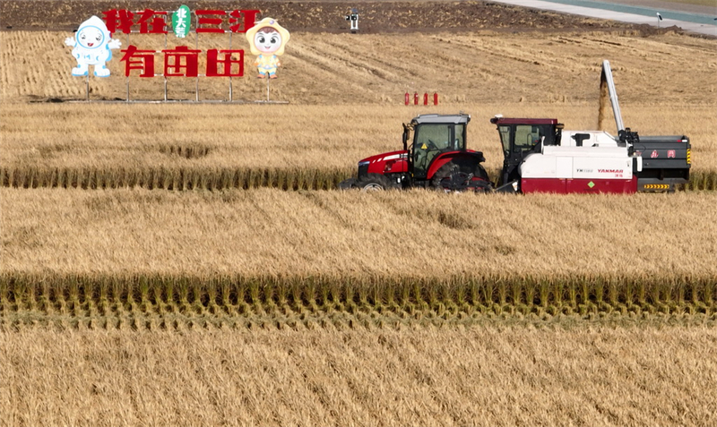 Veículos aut?nomos se destacam na colheita de outono do nordeste da China