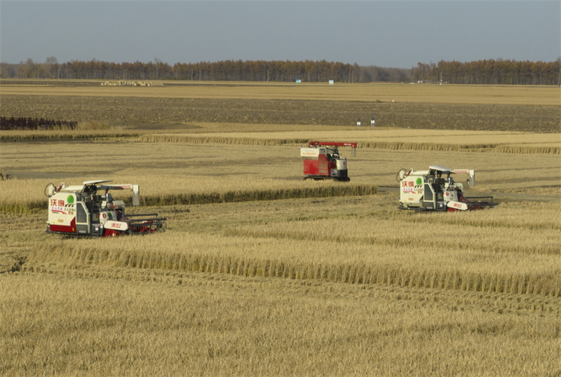 Veículos aut?nomos se destacam na colheita de outono do nordeste da China