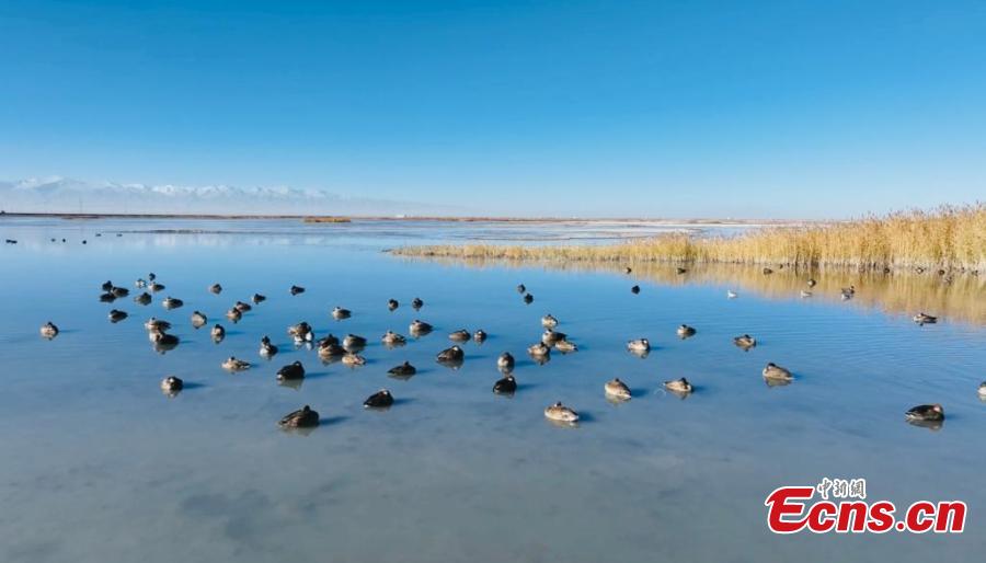 Milhares de aves migratórias descansam nos pantanos do lago Gascule, no noroeste da China