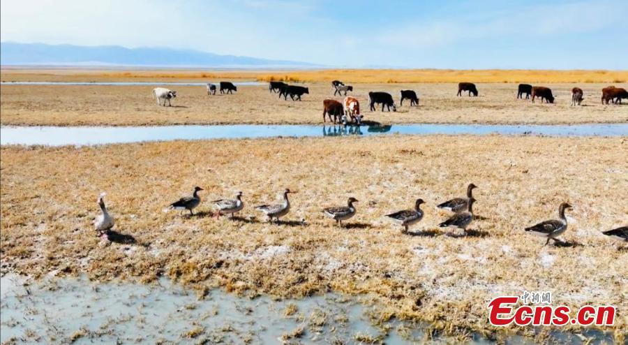 Milhares de aves migratórias descansam nos pantanos do lago Gascule, no noroeste da China