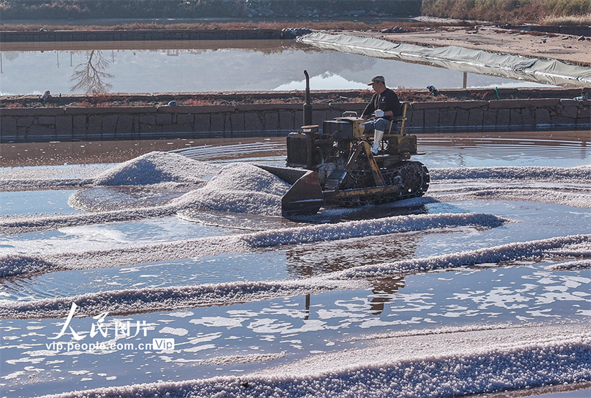 Galeria: coleta de sal marinho em Shandong