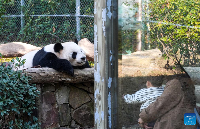 Galeria: pandas atraem visitantes no resort turístico de Nanjing, no leste da China