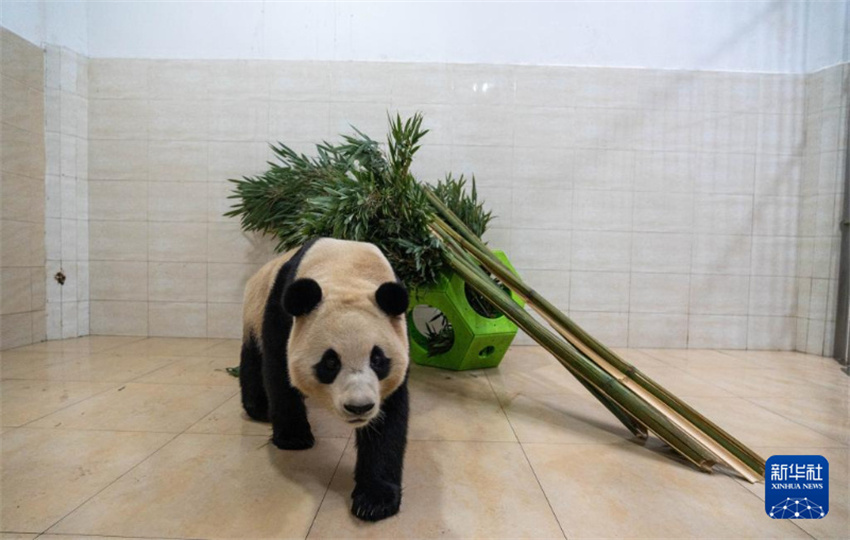 Fu Bao sob observa??o após comportamento anormal