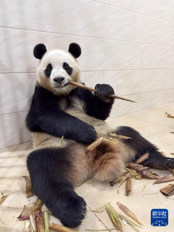 Fu Bao sob observa??o após comportamento anormal