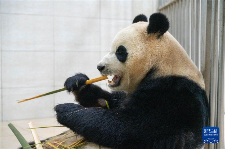 Fu Bao sob observa??o após comportamento anormal