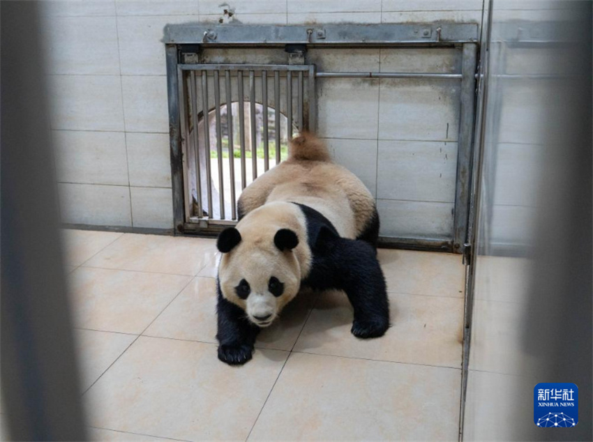 Fu Bao sob observa??o após comportamento anormal