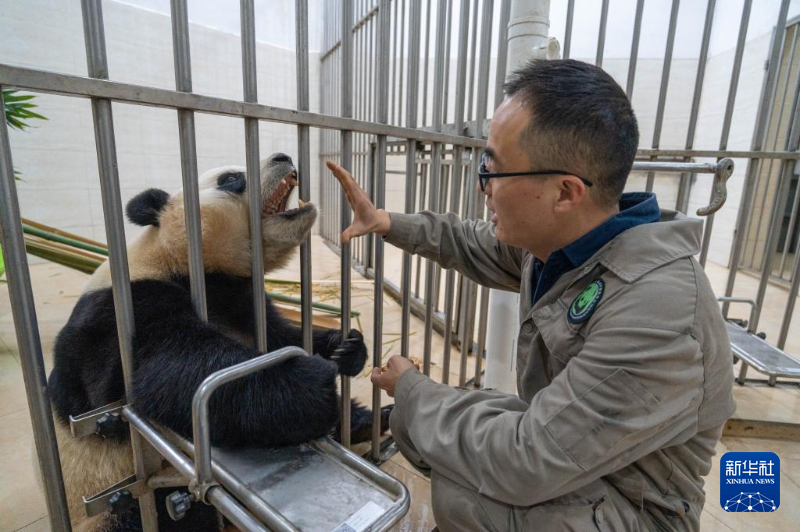Fu Bao sob observa??o após comportamento anormal