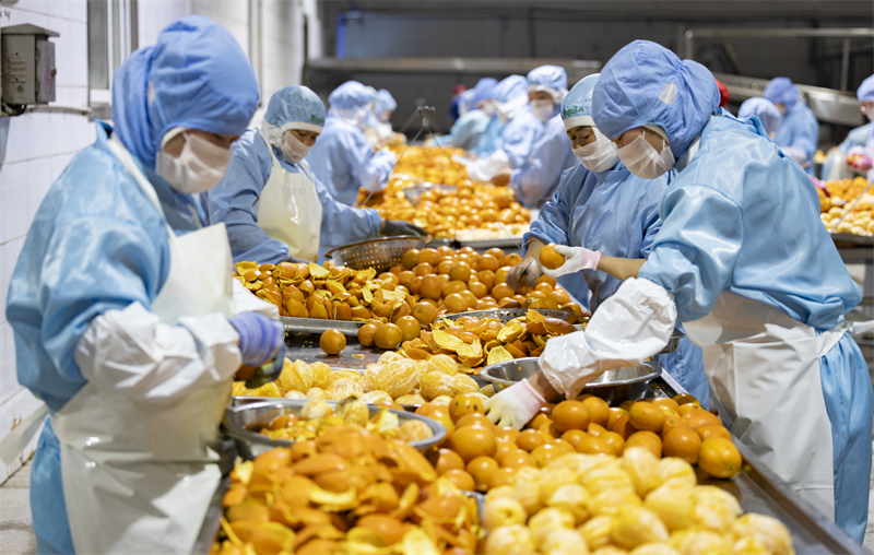 Processamento de laranja de umbigo no centro da China segue a todo vapor no Início do Ano