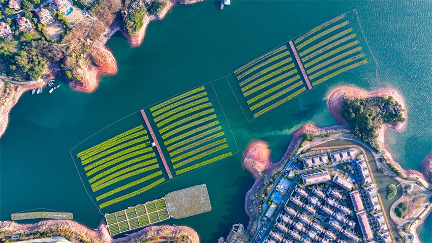 Plantas em ilhas flutuantes ajudam na limpeza de lago em Hangzhou