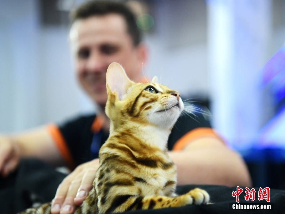 Brasil: concurso de beleza reúne cerca de 200 gatos de 20 ra?as