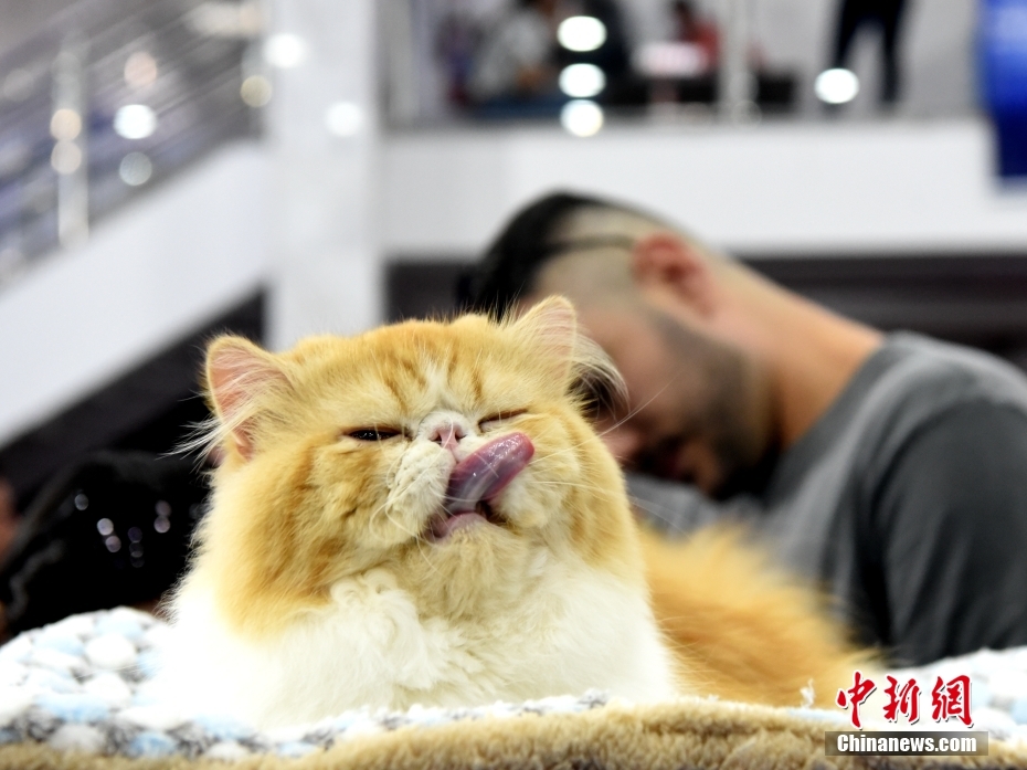 Brasil: concurso de beleza reúne cerca de 200 gatos de 20 ra?as