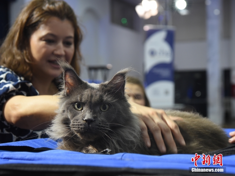 Brasil: concurso de beleza reúne cerca de 200 gatos de 20 ra?as