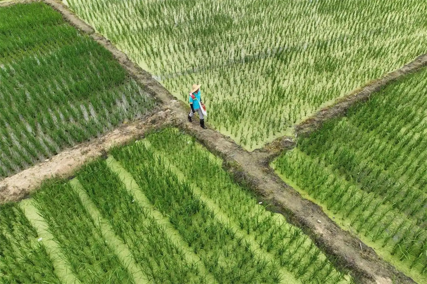 Esta??o agrícola da primavera avan?a em toda a China