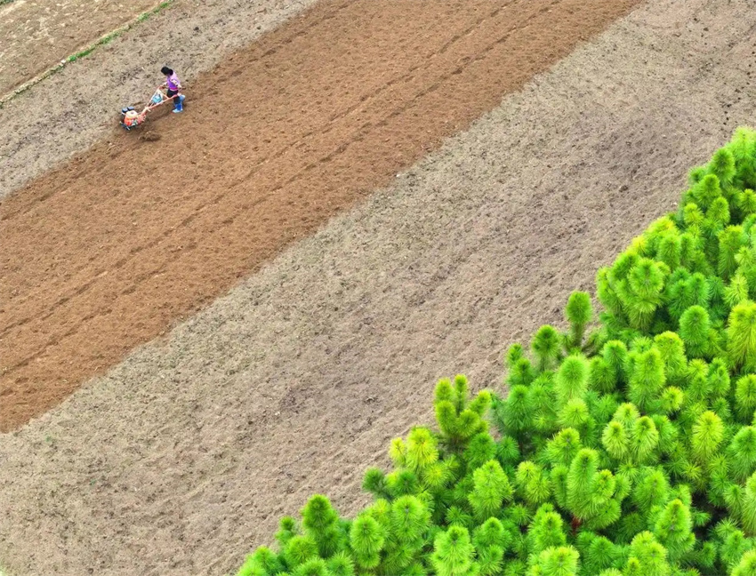 Esta??o agrícola da primavera avan?a em toda a China