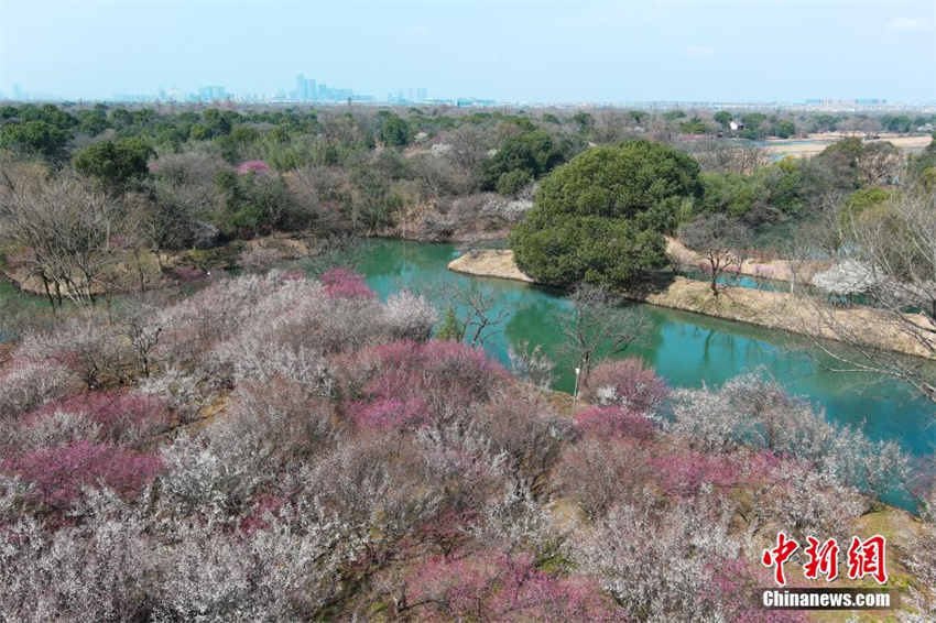 Galeria: flores de ameixeira florescem em Zhejiang, leste da China