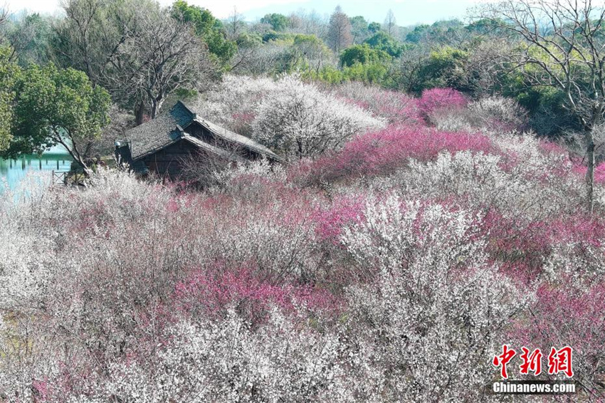 Galeria: flores de ameixeira florescem em Zhejiang, leste da China