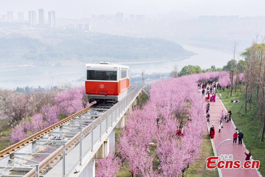 Vag?o turístico realiza trajeto entre flores florescentes em Chongqing