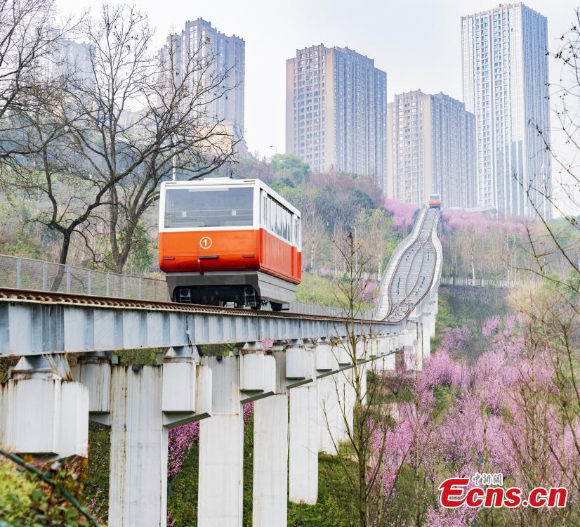 Vag?o turístico realiza trajeto entre flores florescentes em Chongqing