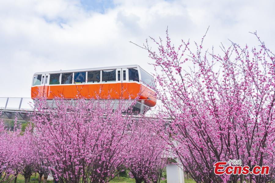 Vag?o turístico realiza trajeto entre flores florescentes em Chongqing