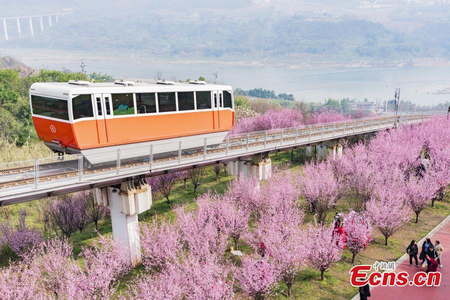 Vag?o turístico realiza trajeto entre flores florescentes em Chongqing
