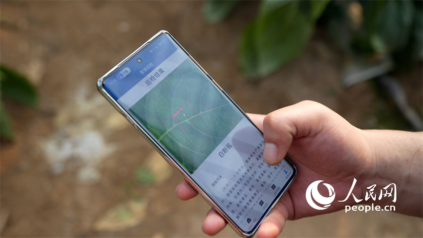 C?o-rob? com inteligência artificial utilizado em estufas de vegetais em Shandong