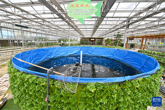 Agricultura inteligente ajuda a aumentar produ??o e renda em Shanxi, norte da China