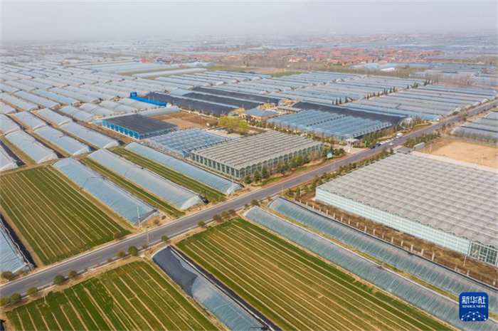 Agricultura inteligente ajuda a aumentar produ??o e renda em Shanxi, norte da China