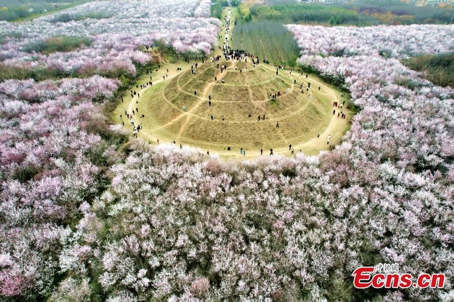 Xi'an: 20 hectares de flores de pêssego em plena flora??o atraem visitantes