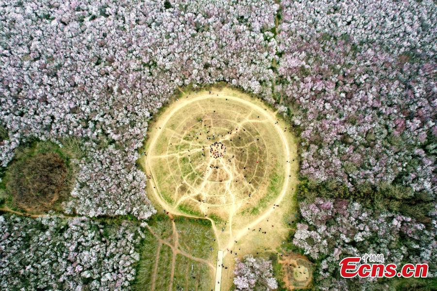 Xi'an: 20 hectares de flores de pêssego em plena flora??o atraem visitantes