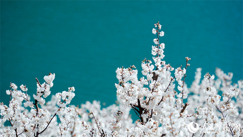 Paisagem de mar de flores de cerejeira em Guizhou, sudoeste da China