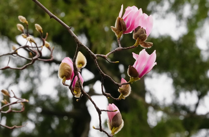 Shaanxi: árvore centenária de lótus atinge pico de flora??o