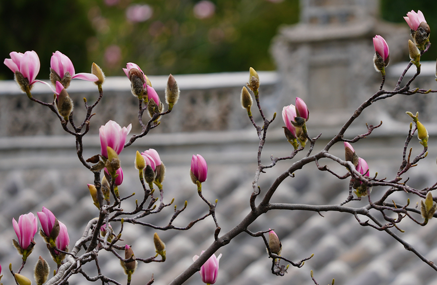 Shaanxi: árvore centenária de lótus atinge pico de flora??o