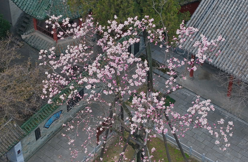 Shaanxi: árvore centenária de lótus atinge pico de flora??o