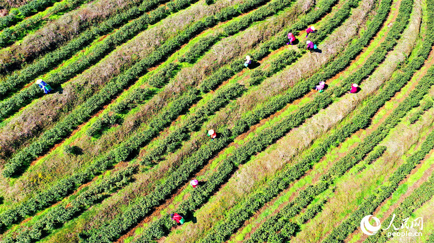 Galeria: colheita de chá pré-Qingming em Jiangxi