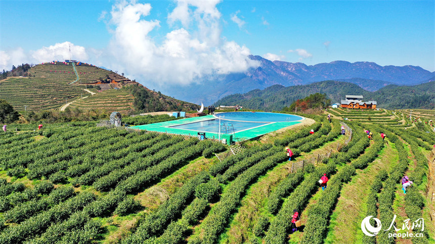 Galeria: colheita de chá pré-Qingming em Jiangxi