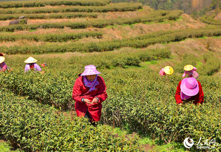 Galeria: colheita de chá pré-Qingming em Jiangxi