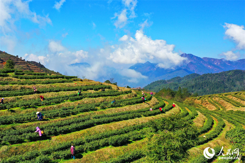 Galeria: colheita de chá pré-Qingming em Jiangxi