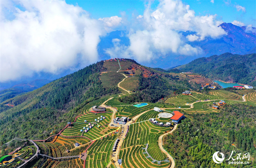 Galeria: colheita de chá pré-Qingming em Jiangxi