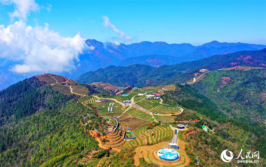 Galeria: colheita de chá pré-Qingming em Jiangxi