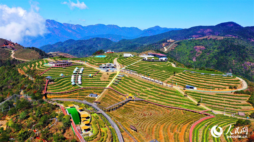 Galeria: colheita de chá pré-Qingming em Jiangxi